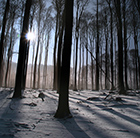 Snowy Trees